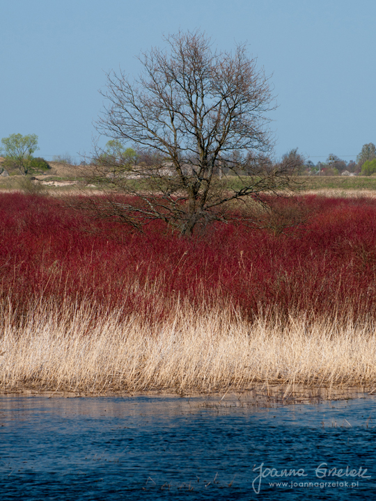 038_Biebrza - kwiecien 2010.jpg